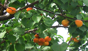 grapes to taste just over your head